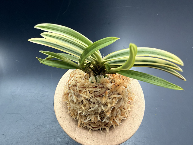 설경관