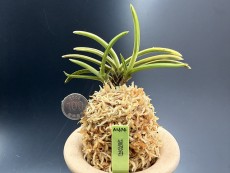 설경관