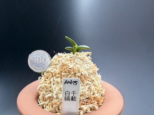 천재 백호
