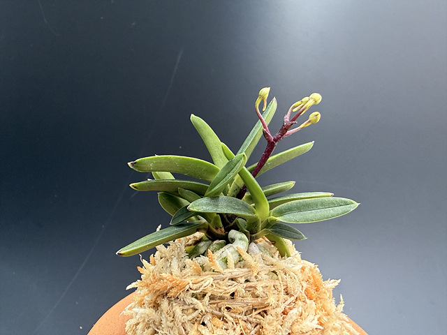 육종품