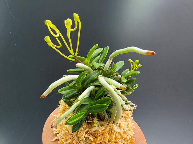 흑진주 꽃