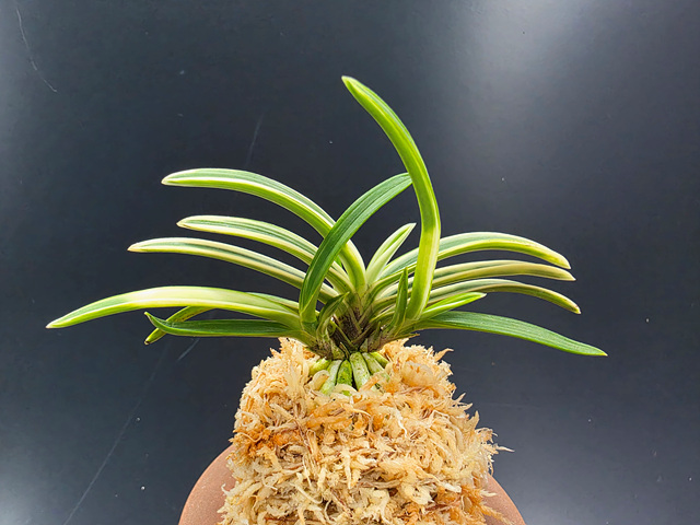 설경관