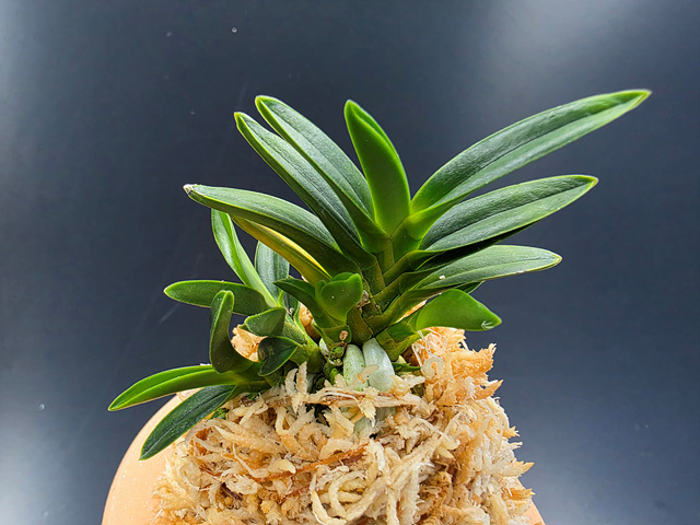 취선