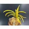 무명 호&복륜