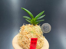 해황환 백호