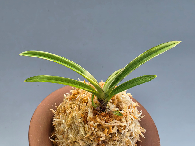 설경관